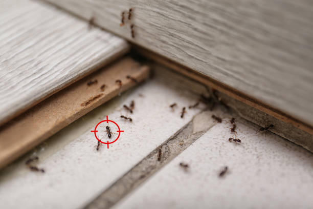 Best Wasp Removal Services  in Highland, NY