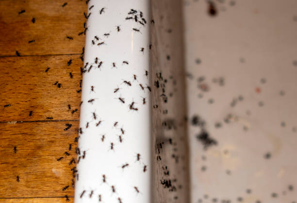 Best Affordable Pest Control Services  in Highland, NY