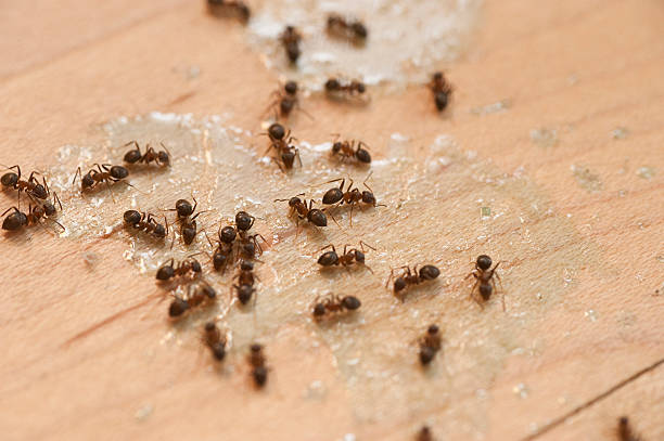 Best Pest Prevention Services  in Highland, NY